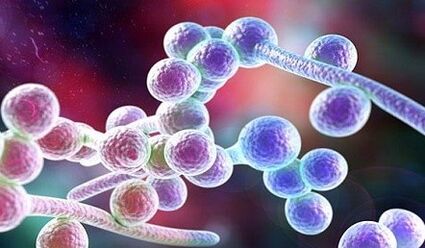 Fungo Candida